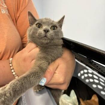 Domestic Short Hair Cats Available for Adoption in Saint Joseph, Missouri - Nemo | PetCurious