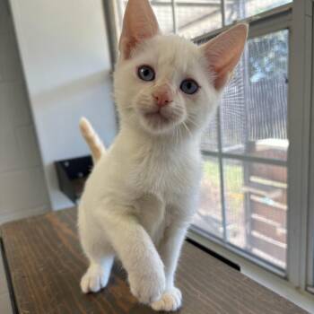 Sargent Swatter -  Domestic Short Hair Cat for Adoption in Carencro, Louisiana - Sargent Swatter | PetCurious