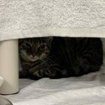 Bullhead -  Domestic Short Hair Cat for Adoption in Dover, New Hampshire - Bullhead | PetCurious