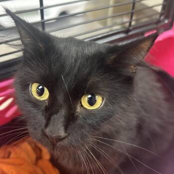 Gretel -  Domestic Medium Hair Cat for Adoption in Birmingham, Alabama - Gretel | PetCurious