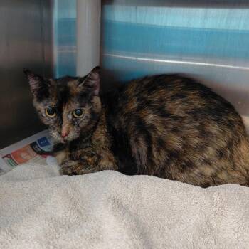 Godiva -  Domestic Short Hair Cat for Adoption in Philadelphia, Pennsylvania - Godiva | PetCurious
