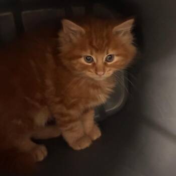 Cheddar (Kitten 1) -  Domestic Long Hair Cat for Adoption in Manhattan, Kansas - Cheddar (Kitten 1) | PetCurious