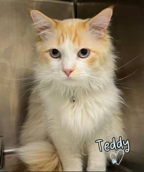 Domestic Long Hair and Siamese Cats Available for Adoption in Ogden, Utah - Leo | PetCurious