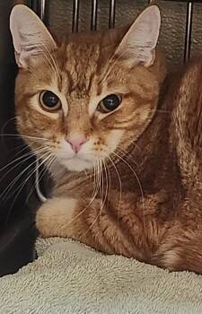 Ziggy -  Domestic Short Hair Cat for Adoption in Vancouver, Washington - Ziggy | PetCurious