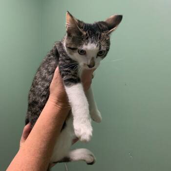 Rescue Domestic Short Hair Cats for Adoption in Davenport, Iowa - Tucker | PetCurious