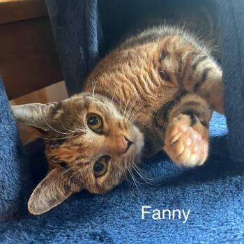 Fanny -  Domestic Short Hair Cat for Adoption in Pickering, Ontario - Fanny | PetCurious