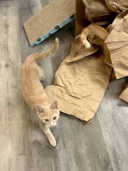 Reed -  Domestic Short Hair Cat for Adoption in Columbus, Minnesota - Reed | PetCurious