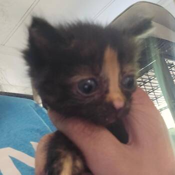 Domestic Short Hair Cats Available for Adoption in Hanna City, Illinois - Mickey | PetCurious