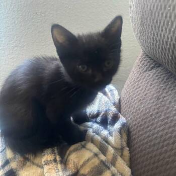 Domestic Short Hair Cats Available for Adoption in Long Beach, California - KAROB | PetCurious