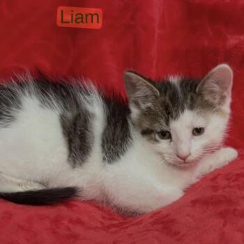 LIAM -  Turkish Van and Domestic Short Hair Cat for Adoption in Columbus, Ohio - LIAM | PetCurious
