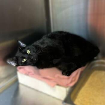 Domestic Short Hair Cats Available for Adoption - Binxy Boy | PetCurious