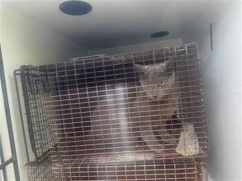 Domestic Short Hair Cats Available for Adoption in Houston, Texas - MISTY | PetCurious