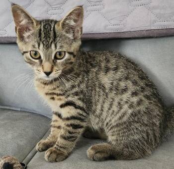 STARDUST -  Domestic Short Hair Cat for Adoption in Highland Park, New Jersey - STARDUST | PetCurious