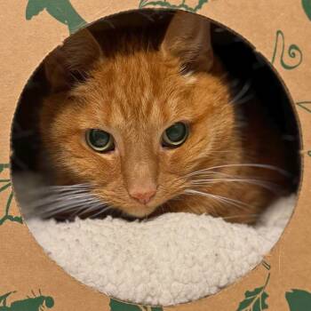 Rescue Domestic Short Hair Cats for Adoption in Dayton, Ohio - Miss Kitty | PetCurious