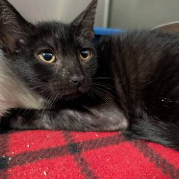 Andromeda -  Domestic Medium Hair Cat for Adoption in Titusville, Florida - Andromeda | PetCurious