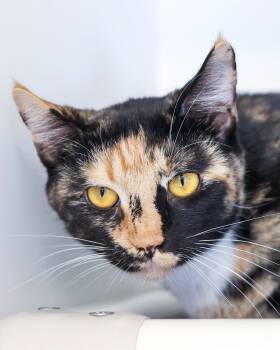 CLEOCATRA (0599) -  Domestic Short Hair Cat for Adoption in Bridgeport, Connecticut - CLEOCATRA (0599) | PetCurious