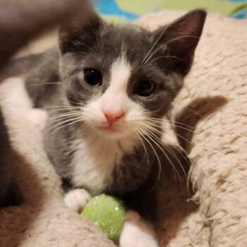 Tiller -  Domestic Short Hair Cat for Adoption in Seven Valleys, Pennsylvania - Tiller | PetCurious