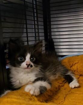 Ox -  Domestic Long Hair and Extra Toes Cat Hemingway Polydactyl Cat for Adoption in Pacifica, California - Ox | PetCurious