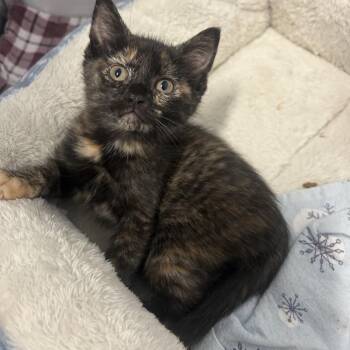 Bertie -  Domestic Short Hair Cat for Adoption in Binghamton, New York - Bertie | PetCurious