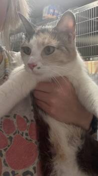 Astrid -  Domestic Short Hair Cat for Adoption in Bowling Green, Kentucky - Astrid | PetCurious
