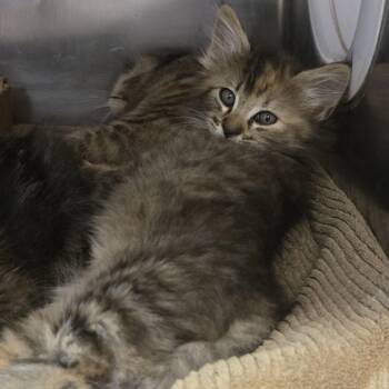 Autumn -  Domestic Long Hair Cat for Adoption in Nashville, Tennessee - Autumn | PetCurious