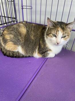Calico and Tabby Cats Available for Adoption - Angel | PetCurious