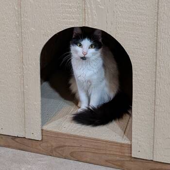 Rescue Domestic Medium Hair Cats for Adoption in Minnetonka, Minnesota - Oreo C66595 | PetCurious