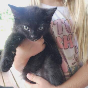 Hazel -  Domestic Short Hair Cat for Adoption in Wadena, Minnesota - Hazel | PetCurious