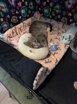 Illene -  Domestic Short Hair Cat for Adoption in St. Peters, Missouri - Illene | PetCurious
