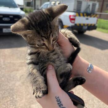 Jeremy -  Domestic Short Hair Cat Available for Adoption in Edinburg, Texas - Jeremy | PetCurious