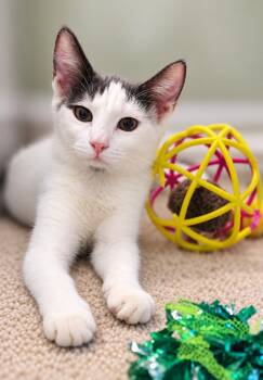 SoulPatch -  Domestic Short Hair Cat for Adoption in Fresno, California - SoulPatch | PetCurious