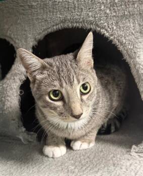 Bell -  Domestic Short Hair Cat for Adoption in Yankton, South Dakota - Bell | PetCurious