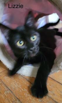 Lizzie -  Bombay and Domestic Short Hair Cat for Adoption in Wyandotte, Michigan - Lizzie | PetCurious