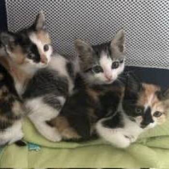 Jessie -  Domestic Short Hair Cat for Adoption in Madison, Wisconsin - Jessie | PetCurious