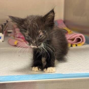 Skoottie -  Domestic Short Hair Cat for Adoption in Spring Hill, Kansas - Skoottie | PetCurious