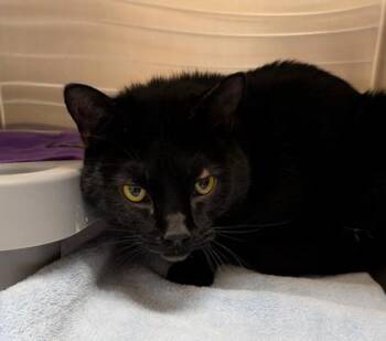 Domestic Short Hair Cats Available for Adoption in Missoula, Montana - Bones | PetCurious