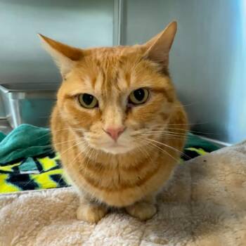 Tommy Girl -  Domestic Short Hair Cat for Adoption in Cumberland, Maine - Tommy Girl | PetCurious