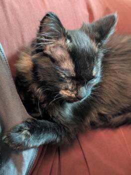 Domestic Medium Hair Cats Available for Adoption in San Antonio, Texas - Midna | PetCurious