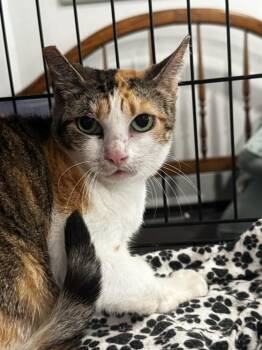 Lia -  Domestic Short Hair Cat for Adoption in St. Augustine, Florida - Lia | PetCurious