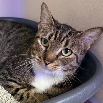 Ellen -  Domestic Short Hair Cat for Adoption in Wantagh, New York - Ellen | PetCurious
