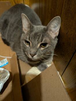 Estrella -  Tabby Cat for Adoption in Medford, Massachusetts - Estrella | PetCurious