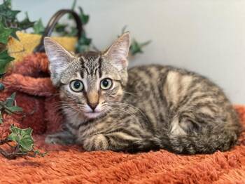 Rolo -  Tabby Cat for Adoption in Taylor, Michigan - Rolo | PetCurious