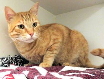 Domestic Short Hair Cats Available for Adoption in Oklahoma City, Oklahoma - A474129 | PetCurious
