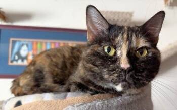Domestic Short Hair Cats Available for Adoption - Zara | PetCurious