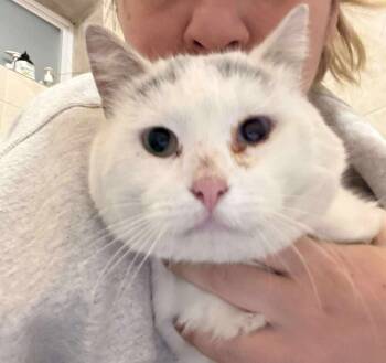 Rescue Domestic Short Hair and Siamese Cats for Adoption in Chicago, Illinois - Klaus | PetCurious