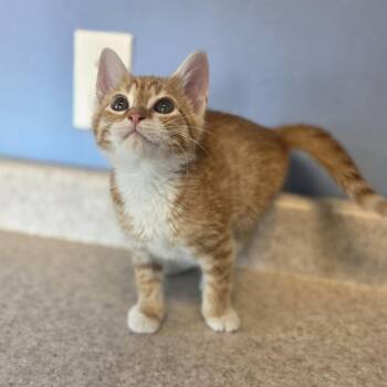 Shroofus Sproutsire -  Domestic Short Hair Cat for Adoption in Brookings, South Dakota - Shroofus Sproutsire | PetCurious