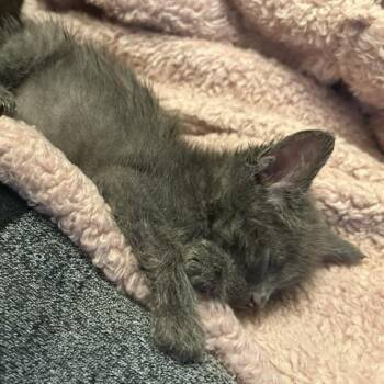 Wahoo -  Domestic Short Hair Cat for Adoption in Walker, Michigan - Wahoo | PetCurious