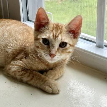 Jim -  Domestic Short Hair Cat for Adoption in Richmond, Virginia - Jim | PetCurious