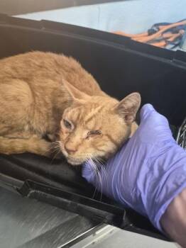 Sf-29 -  Domestic Short Hair Cat for Adoption in Lawrenceville, Georgia - Sf-29 | PetCurious