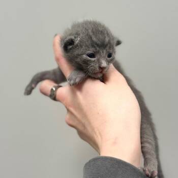 Domestic Short Hair Cats Available for Adoption in Spring Hill, Kansas - G | PetCurious